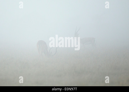 De brume à l'aube dans les prairies avec Impala l'alimentation, de l'Afrique Kenya Laikipia Banque D'Images