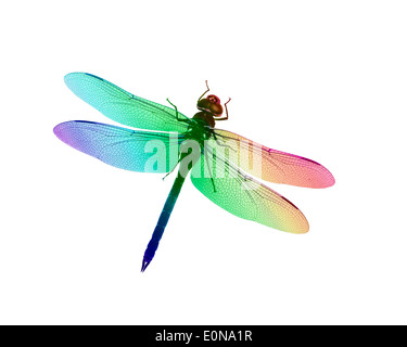 Libellule Darner verte femelle avec arc-en-ciel de couleurs. Créé à partir d'une photographie originale. Banque D'Images