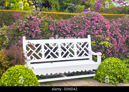 Banc de jardin en bois vintage avec arbustes topiaires et clématite rose. Banque D'Images