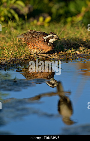 Colin de Virginie (Colinus virginianus), Rio Grande City, Texas, États-Unis Banque D'Images