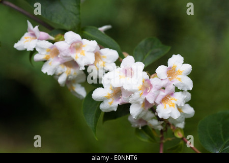 Dipelta floribunda. Rosy dipelta. Banque D'Images