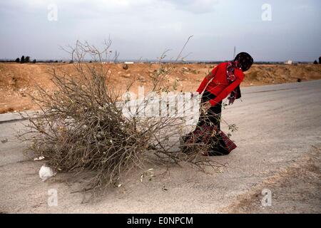 Le Camp de Zaatari, Al Mafraq, Jordanie. 27 Jan, 2014. Les réfugiés de Zaatari - une jeune femme récupère pour le bois sur la périphérie nord du camp. Dans la distance se trouve la Syrie. Dans le désert jordanien, à 10 kilomètres de la frontière syrienne se trouve un camp de réfugiés de Zaatari appelé. C'est le foyer de plus de 110 000 personnes déplacées qui ont fui la guerre en Syrie depuis juillet 2012. La plupart de ces réfugiés sont originaires de la région sud de Deraa où les combats ont été parmi les pires vu dans la guerre civile en Syrie qui a traîné pendant plus de trois ans. L'Armée syrienne libre opposé à République dicta Banque D'Images