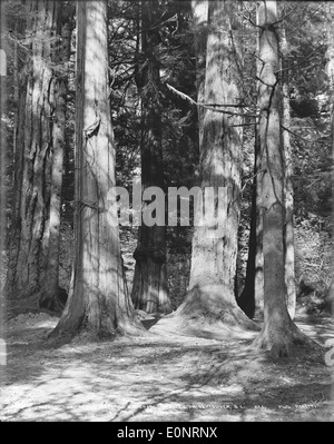 Parmi les "Sept Soeurs" de grands arbres, le parc Stanley, Vancouver, C.-B. Banque D'Images