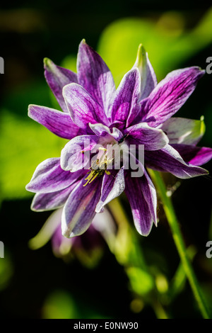 Près d'un seul capitule de Aquilegia Nora Barlow Banque D'Images