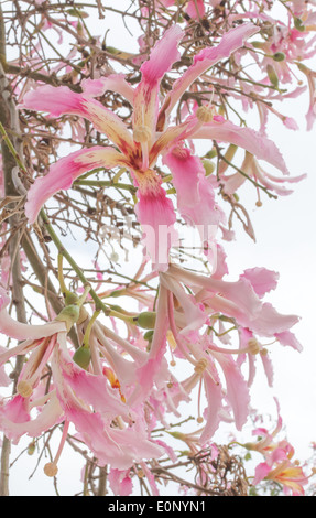 Fleurs de Chorisia speciosa, arbre de soie, de l'Amérique du Sud. Banque D'Images