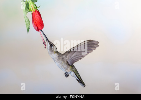 Colibri à chiné noir, Archilochus alexandri, se nourrissant de fleurs de nectar dans le sud de l'Arizona. Banque D'Images