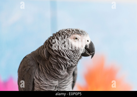 Perroquet gris d'Afrique, Psittacus erithacus. Banque D'Images