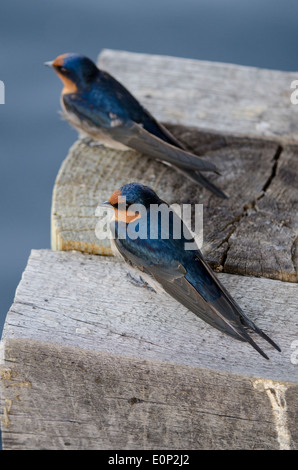 L'Australie, Western Australia, Perth, le lac Monger. Paire d'hirondelles bienvenue (Hirundo neoxena : sauvage). Banque D'Images