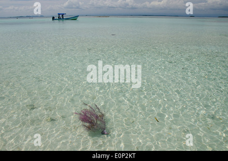 Le Belize, la mer des Caraïbes, district de Toledo, Les Cayes. Snake ouest Caye Belize situé dans la zone côtière. Banque D'Images