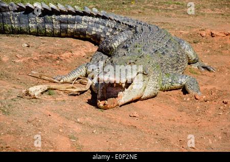 L'Australie, Australie occidentale, Broome. Malcolm Douglas Crocodile Park. Grand saltwater crocodile. Banque D'Images