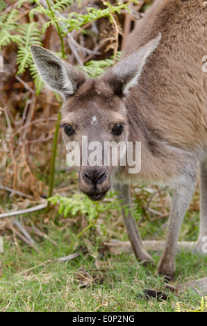 L'Australie, Western Australia, Perth, Parc National de Yanchep. Kangourou gris de l'Ouest sauvage (Macropus fuliginosus) :. Banque D'Images