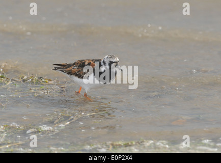 Un collier (Arenaria interpres) en plumage nuptial d'été sur la plage de Blakeney Point. Banque D'Images