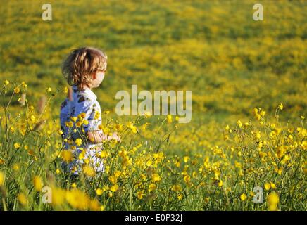 Doddiscombsleigh, Devon, UK. 18 mai 2014. Lumineux et ensoleillé pour la journée pour Jack Bay Porter (5 et demi) dans un champ de renoncules au Devon's belle Teign Valley. Nidpor:Crédit/Alamy Live News Banque D'Images