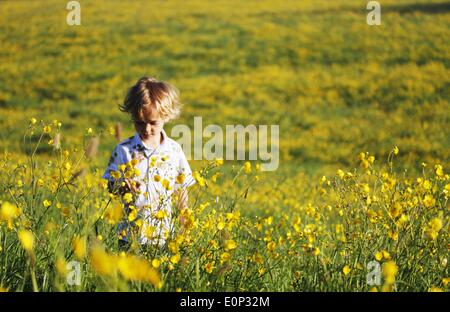 Doddiscombsleigh, Devon, UK. 18 mai 2014. Lumineux et ensoleillé pour la journée pour Jack Bay Porter (5 et demi) dans un champ de renoncules au Devon's belle Teign Valley. Nidpor:Crédit/Alamy Live News Banque D'Images