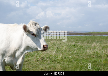 Portrait d'une vache charolaise dans un pâturage côtières Banque D'Images