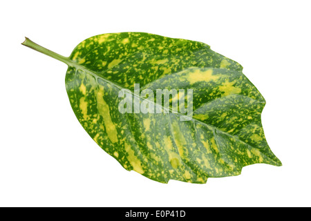 Feuilles de dracaena isolé sur fond blanc Banque D'Images