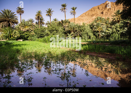 Oasis dans Gorges de Todra, le Maroc, l'Afrique Banque D'Images