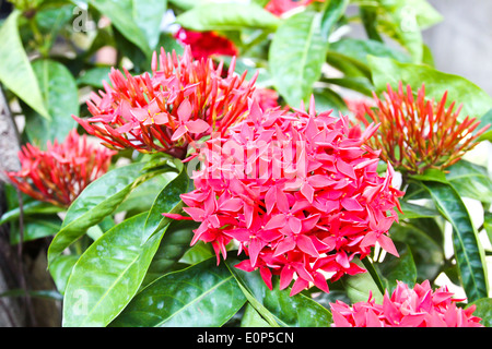 Ixora rouge fleur dans le jardin. Banque D'Images