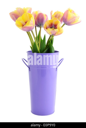 Jaune et violet purple tulips in tin bucket isolated on white Banque D'Images