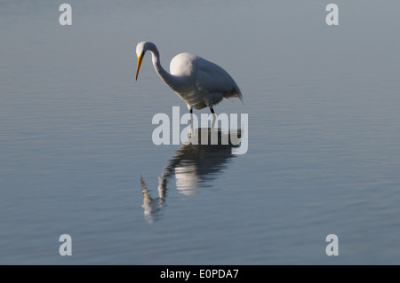 Grande Aigrette coller son cou pour attraper une proie. Lagoon au Fort de Soto, Florida, USA Banque D'Images