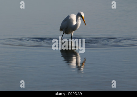 Grande Aigrette coller son cou pour attraper une proie. Lagoon au Fort de Soto, Florida, USA Banque D'Images