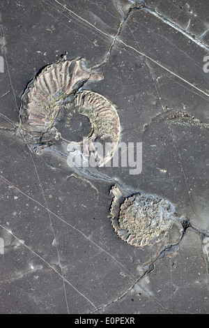 Close up de fossiles d'ammonites dans la roche à Kimmeridge Bay, Dorset, UK Banque D'Images