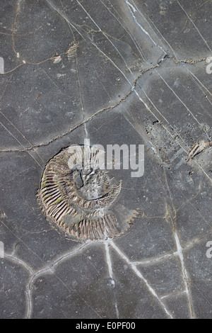 Gros plan d'un fossile d'ammonium dans la roche à Kimmeridge Bay, Dorset, Angleterre, Royaume-Uni Banque D'Images