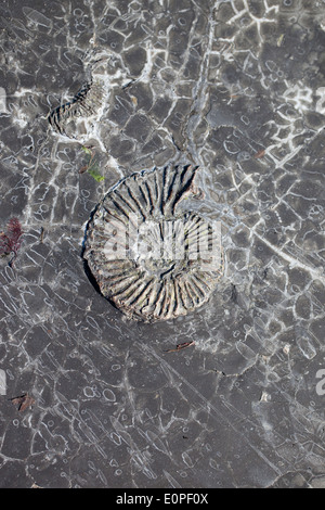 Gros plan d'un fossile d'ammonium dans la roche à Kimmeridge Bay, Dorset, Angleterre, Royaume-Uni Banque D'Images