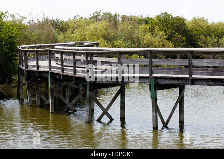 Passerelle en bois mène à travers les marais infestés d'alligators des Everglades en Floride, USA. Banque D'Images