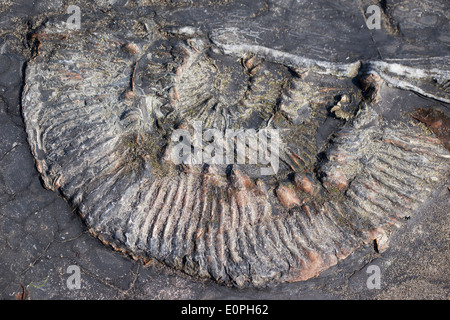 Gros plan d'un fossile d'ammonium dans la roche à Kimmeridge Bay, Dorset, Angleterre, Royaume-Uni Banque D'Images