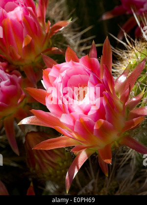 Trichocereus Fleurs Banque D'Images