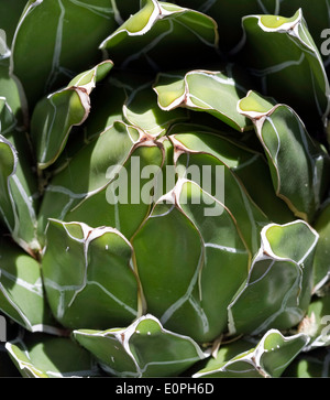 La Reine Victoria l'Agave (Agave victoriae-reginae) Banque D'Images