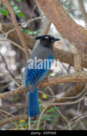 Le Geai de Steller (Cyanocitta stelleri), Arizona Banque D'Images