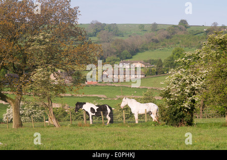 Les chevaux et la campagne Bolton-by-Bowland, Lancashire, England, UK Banque D'Images