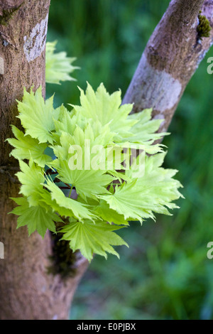 Acer shirasawanum 'Aureum'. Les feuilles émergent au printemps. Banque D'Images