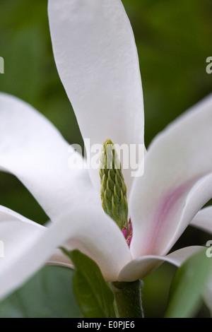 Magnolia x soulangeana 'Alexandrina' fleur. Banque D'Images