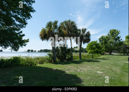 Lake Griffin à Leesburg, Central Florida rivage. Banque D'Images