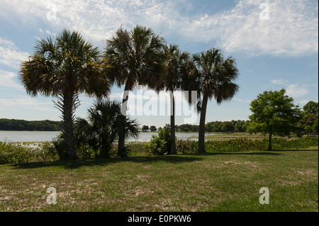 Lake Griffin à Leesburg, Central Florida rivage. Banque D'Images