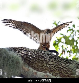 Red-épaule Hawk avec Snake sur un arbre Banque D'Images
