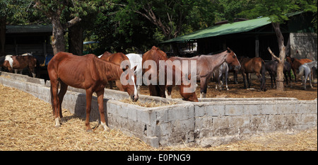 Chevaux stable - chevaux sur la paille à l'extérieur de leur stabilité. Banque D'Images