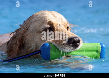 Labrador Retriever jaune dans l'eau Banque D'Images