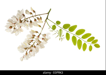 Feuilles et fleurs d'Acacia isolated on white Banque D'Images