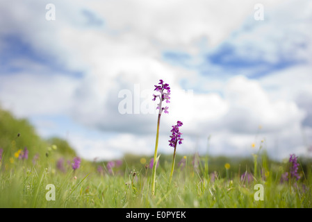 Orchis morio Anacamptis morio /. Ailé vert orchidées dans une prairie de la campagne anglaise Banque D'Images