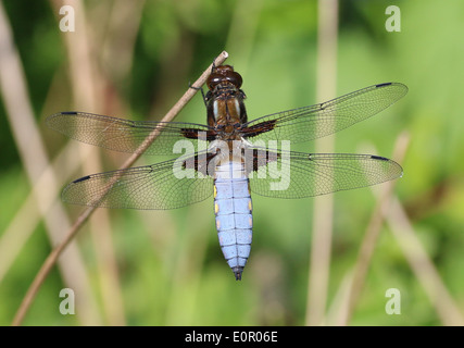 Macro détaillée image d'un mâle bleu à corps large Chaser (Libellula depressa) Banque D'Images