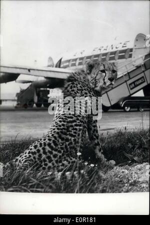 Septembre 11, 1957 - Kenya Guepard vole à New York en passant par Paris. : l'aéroport d'Orly vient d'un passager plus insolite ce matin, un Kenya Guepard qui arrive à Paris et a été réexpédié à New York. Photo montre le Guepard en attente d'être emmené à bord d'un avion Airfrance Banque D'Images