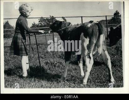 08 août 1957 - Famille royale à Balmoral : photo montre : Son Altesse Royale la princesse Anne essaie un peu câline avec un veau, mais le veau est maladroit. Cet heureux photo de la princesse a été pris sur le domaine du château de Balmoral, en Écosse, où la famille royale est en vacances. Banque D'Images