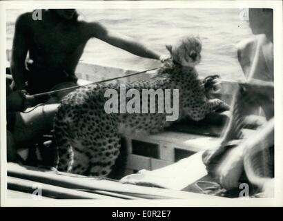 10 octobre 1957 - Tandis que la mer va Guépard sur sa façon d'Angleterre : un guépard qui a quitté le navire pour une baignade débarquèrent à Victoria Dock, London, aujourd'hui. Il a dû être sauvé par lifeboat quand il a sauté par-dessus bord à l'Union européenne de château château de Tintagel deux jours à partir de Port Saïd. Il était attaché à la rampe alors que sa cage était nettoyée. Il a sauté sur le rail pour mieux voir, mais sa corde cassé, et il est tombé à la mer. Une embarcation a été abaissé, et après 30 minutes de natation heureux dans l'eau, il a été sauvé pas plus mal pour son aventure Banque D'Images