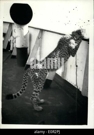 10 octobre 1957 - tandis que la mer va Guépard sur le chemin de l'Angleterre. : un guépard qui a quitté le navire pour une baignade, débarquèrent à Victoria Dock, London, aujourd'hui. Il doit être secouru par lifeboat quand il a sauté par-dessus bord à l'Union européenne de château château de Tintagel deux jours à partir de Port Saïd. Il était attaché à la rampe alors que sa cage était nettoyée. il a sauté sur le rail pour mieux voir, mais sa corde cassé, et il est tombé à la mer. Une embarcation a été abaissé et après 30 minutes de natation heureux dans l'eau, il a été sauvé pas plus mal pour son aventure Banque D'Images