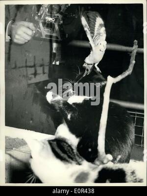 09 janvier 1958 - Salon national des oiseaux de cage : l'Exposition nationale d'oiseaux de cage & Aquariums, a ouvert aujourd'hui à Olympie. Photo montre playmates inhabituelle dans la même cage à Olympie aujourd'hui ont été ces deux chats et une perruche, appartenant à Mme Winton, de l'Ecosse. Billy, la perruche ondulée, est vu l'atterrissage sur la tête de Maman, un chat noir, suivi par l'autre, de la poussière, cat. Banque D'Images