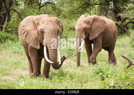 Troupeau d'éléphants d'Afrique (Loxodonta africana). Photographié en Tanzanie Banque D'Images